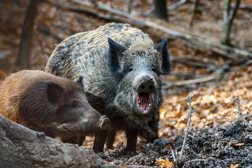 The 10 Best Hog Hunting States to Visit Now