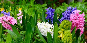 Add Color and Fragrance to Your Garden with Hyacinth Flowers