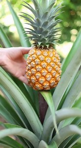 Vom Rest bis zur Ernte: So ziehen Sie zu Hause eine Ananas. | Rezepte und Tipps