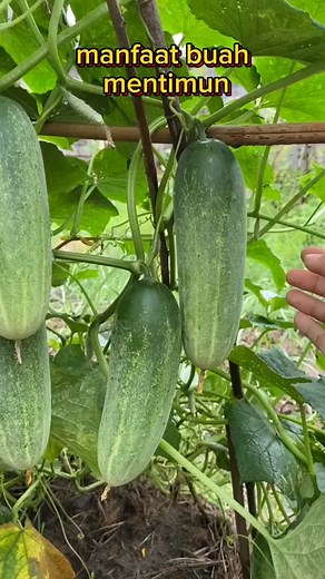 Manfaat buah mentimun #reels #info | Bu Kevin