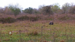 Alyssa Loth goes on a predator hunt and overcomes many obstacles. | Carnivore TV
