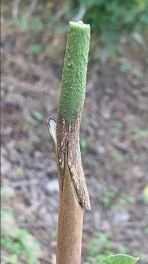 Quick Garden Grafting Tutorial