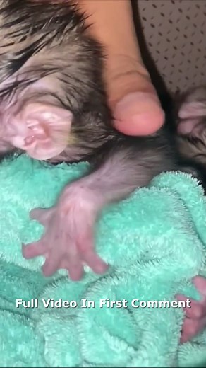 MICRO BABY MONKEY SQUEALS WHEN OTHERS GET ATTENTION Full video in first comment | Cute Monkey