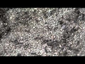 Army Ant Labidus in Action in Ecuador