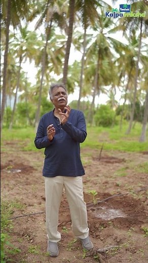 Flowering behavior and synchronization of avocado plants