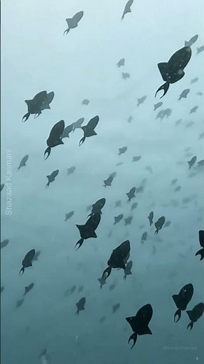 Why Blue Triggerfish Swim In Shoals #shorts #triggerfish #ocean #facts