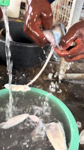 Discover Delicious Calamari Recipes and Tips