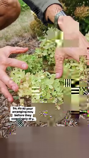 483K views · 8.4K reactions | I love to pick some of my hydrangeas so they will dry and last for months indoors. Here’s how and when to pick them! | Wyse Guide | Facebook