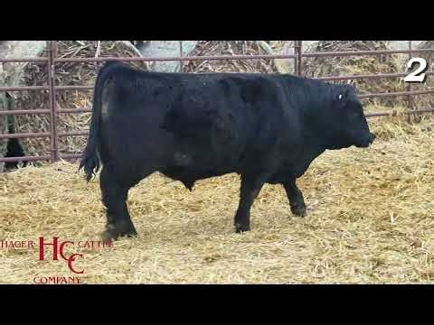 LOT 2 - AHCC 916N