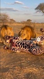 ​👑 Territory Clash: Two Lion Kings Ambush and Defeat a Rival Big Cat in Brutal Safari Fight #ai