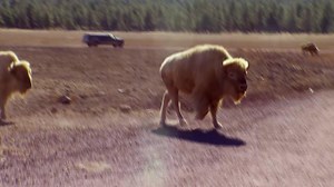 Today on Jack Hanna's Wild Countdown, Jungle Jack Hanna is counting down six hair-raising tales! | Litton's Weekend Adventure