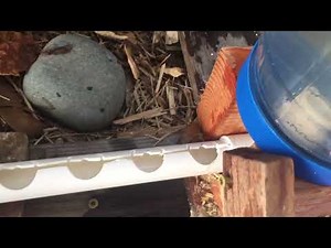 How to Make No Mess Baby Chicks Feeder and Waterer