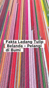 Tulip bukan sekadar bunga biasa bagi Belanda. Bunga ini telah menjadi simbol identitas nasional sekaligus ikon budaya yang mendunia #bungatulip #bunga #keindahan | Fakta Unik dan Menarik