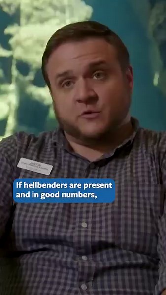 1.7K reactions · 303 shares | Have you ever heard of a hellbender?...