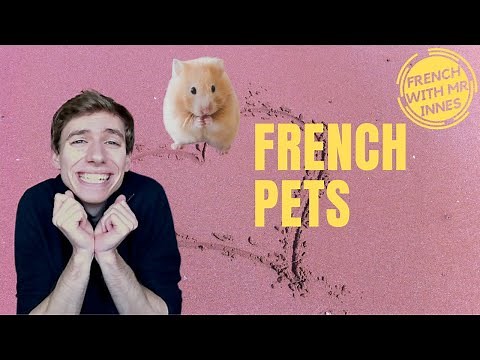 PETS // Day 3 - Learn French for beginners and kids