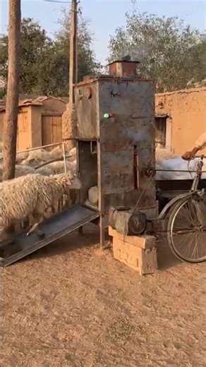 ai Mechanical wool-shearing machine... #village #vexvillage #shortvideo #shorts