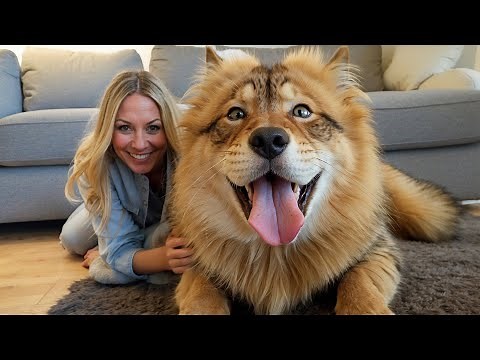 10 Most "Cat Like" Dog Breeds