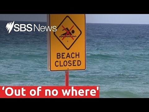 Sydney beaches deserted following fatal shark attack | SBS News