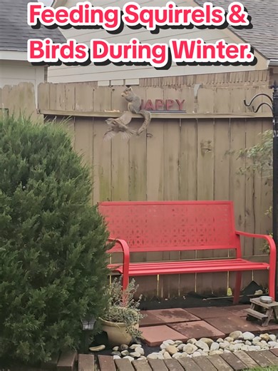 My squirrels and birds are doing well. I am helping them to survive this winter. 🐿🐦🐦‍⬛ Thanks for stopping by Squirrel Nut Cafe. ☕️🐿 #SquirreLlife #FeedingSquirrels #SquirrelNutCafe #FeedingWildlife #SquirrelLove
