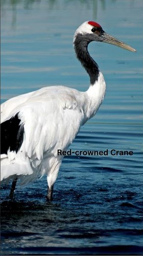 5 Beautiful Birds You’ll Only See in Japan