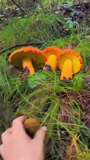 mushrooms in the forest 🍄 #mushroom #shorts #boletus
