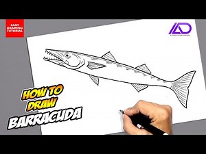How to draw Barracuda