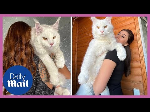 This 28lbs cat is so big people think it's a dog
