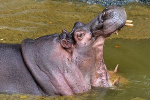 Stream It Or Skip It: ‘National Geographic Investigates: Colombian Hippo Invasion’ on Hulu, Where Vets Are Trying To Manage A Species Displaced
