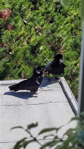 San Francisco Ravens doing a mating ritual in Twin Peaks.