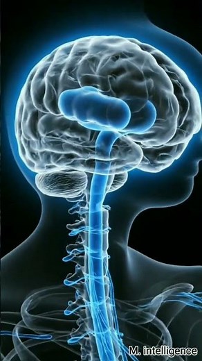 Central Nervous System Explained with Animation | Brain, Spinal Cord & CNS for Medical Students"
