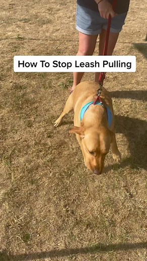 Stop Labrador Leash Pulling: Easy Training Tips