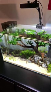 Now … time to fill this new tank with fish! Peep API AQUA ESSENTIAL 👀 📹: columbus_aquascaping on Instagram | API Fishcare