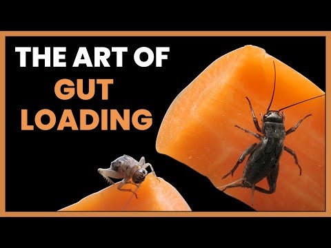 The Art of High-Level Gut Loading, 9/10 Keepers Get This Wrong! #RRPodcast #1