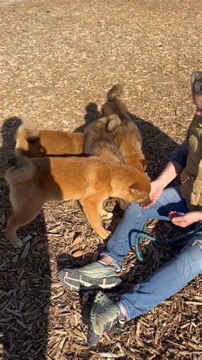 14K views · 244 reactions | How adorable are these 4 month old male Shiba Inu fluffs!? Hercules, Thor, Gambit and Wolfie are all fully vetted and ready for adoption through Big Bones Canine Rescue in Wellington, Co! | Big Bones Canine Rescue | Facebook