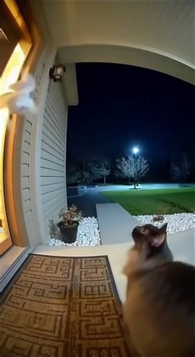 Ring Cam Footage: Owl Attacks Cat! 😱