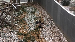 5.6K views · 89 reactions | Rolling in the snow: One of the pandas, Mei Xiang, at the Smithsonian’s National Zoo and Conservation Biology Institute in Washington had some fun in the snow over the weekend. | Wichita Eagle | Facebook