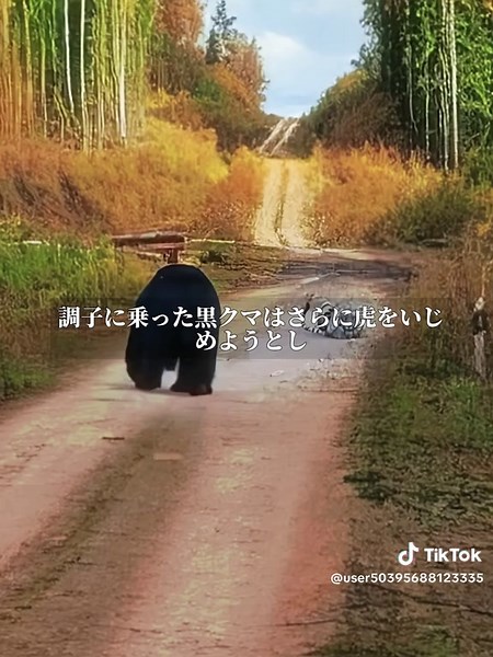熊と虎の戦い：勝者は誰か？