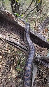 2.2K views | Beautiful shot of a Coastal Carpet Python relocated by Drew from a home in Kangaroo Point! | Snake Catchers Brisbane & Gold Coast 0413 028 081 | Facebook