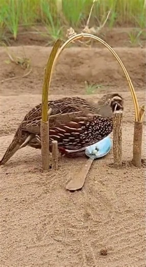 Unique Idea Quail Trap Making Build The Ultimate Trap Fast #shorts #quailtrap #diy