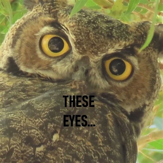 Those Eyes! A Great Horned Owlet’s Adorable Look #GreatHornedOwl #Cute