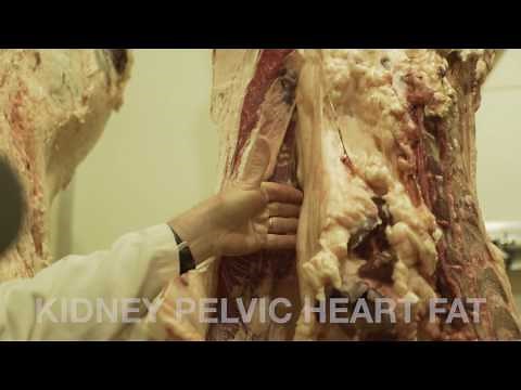 Determining the Market Readiness of Beef Cattle II: Carcass Evaluation