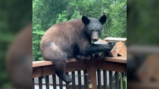 Try not to smile: Adorable bear family makes itself at home on this South Carolina porch. | Worcester Telegram & Gazette