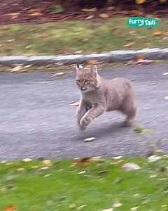 Meeting a baby bobcat 🥹 | Furry Tails