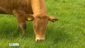 8.1K views · 45 reactions | An ambitious programme to help farmers meet the challenge of climate change has been launched by Teagasc. It aims to help farmers move towards more sustainable and profitable farming systems with support from 40 agri-businesses and agencies. | https://bit.ly/3hvORqa | RTÉ News | Facebook