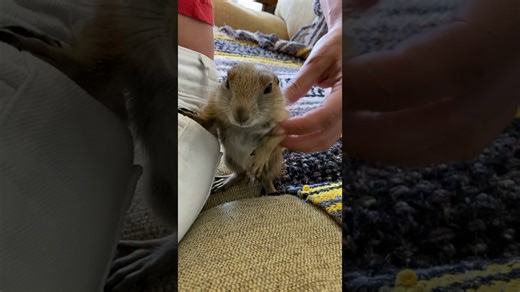 Baby prairie dog Poppy looks irresistibly cute