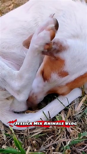 Jessica mix animals breeding on TikTok