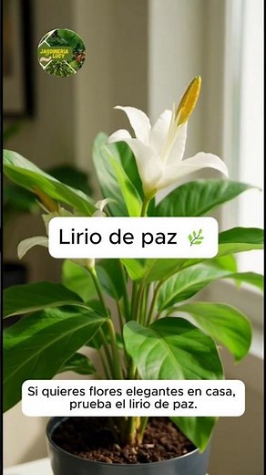 Cómo cuidar lirio de paz en casa‪@JardineriaLucy‬ #plantastok #hogar