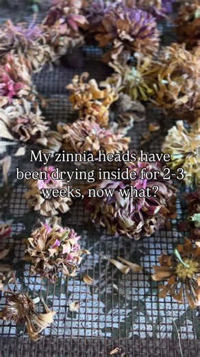 Your zinnia heads have been drying for 2–3 weeks… now what? 🤔⬇️ Good news — you’ve got two lazy girl options! 🌸 Option 1: Pull the blooms apart now. 👉 Separate the arrow-shaped seeds from the petals(or leave petals on), let them air out a few more days, and store in labeled organza or paper bags. Option 2: Keep them as-is! 👉 Toss the whole dried head into a brown paper bag or organza pouch and store in a cool, dry place. Then in spring, just crumble the heads between your hands and sprinkle 