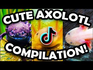 CUTEST Axolotl SIDE Of TIK TOK Compilation
