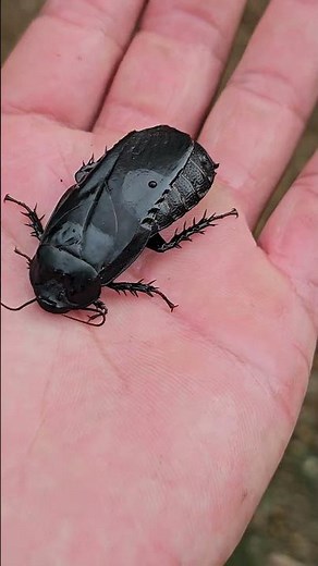 Who knew cockroaches could be this cute? 🪳❤️